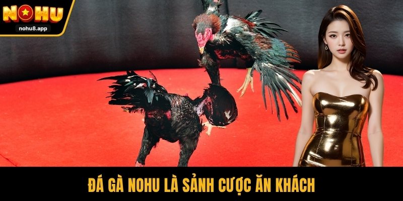 Đá gà NOHU là sảnh cược ăn khách
